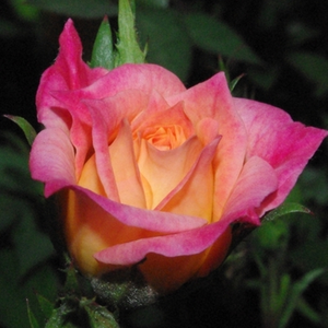 Pоза Бебешка маскарада - жълто - розов - мини родословни рози